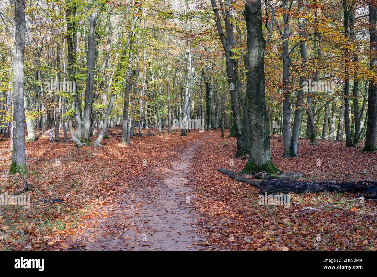 A  path in a forest in fall with beautiful light during the morning in a forest in the Netherlands, Hilversum, Spanderswoud, stock photo, autumn Stock Photo