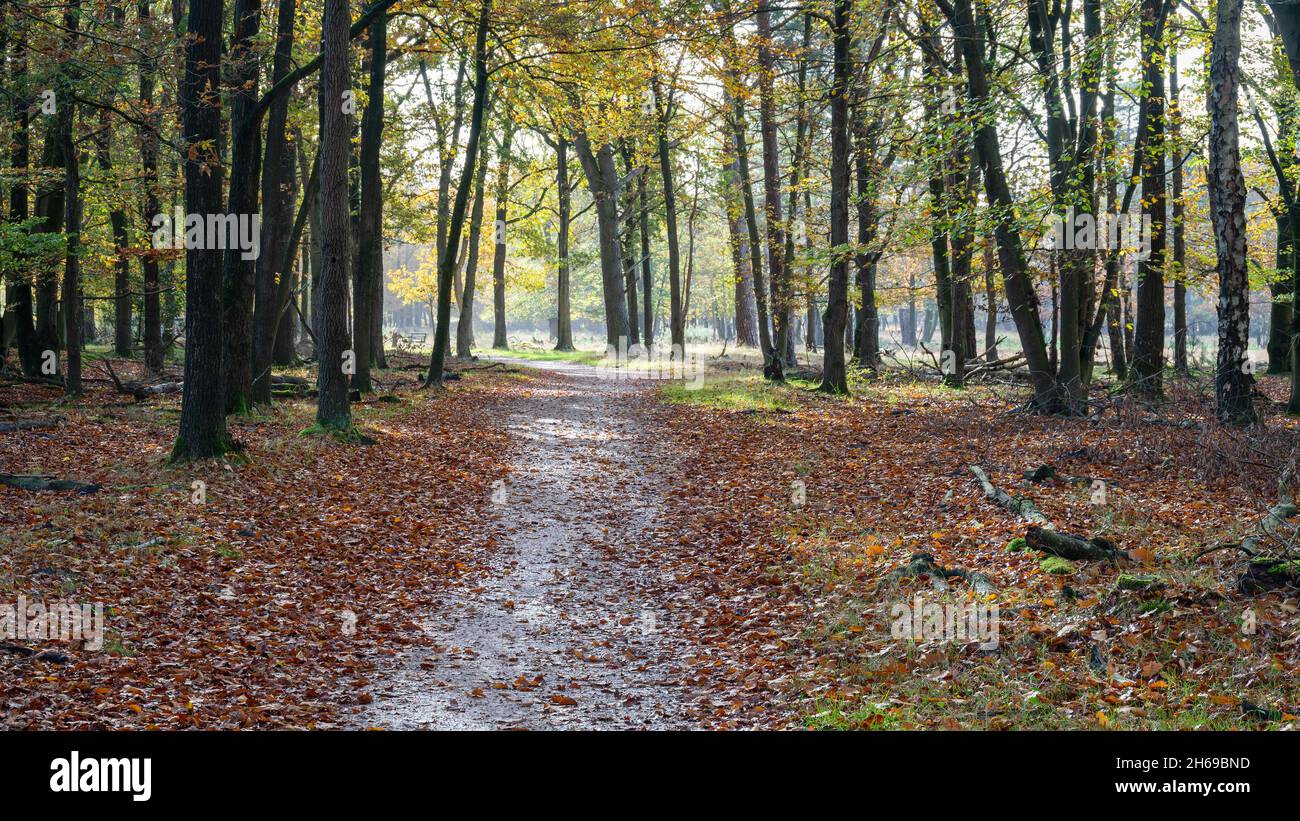 A  path in a forest in fall with beautiful light during the morning in a forest in the Netherlands, Hilversum, Spanderswoud, stock photo, autumn Stock Photo