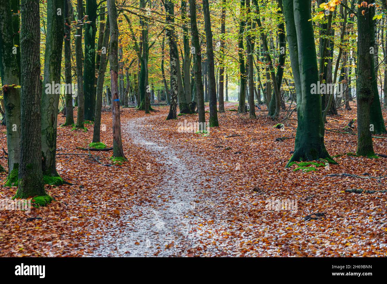 A  path in a forest in fall with beautiful light during the morning in a forest in the Netherlands, Hilversum, Spanderswoud, stock photo, autumn Stock Photo
