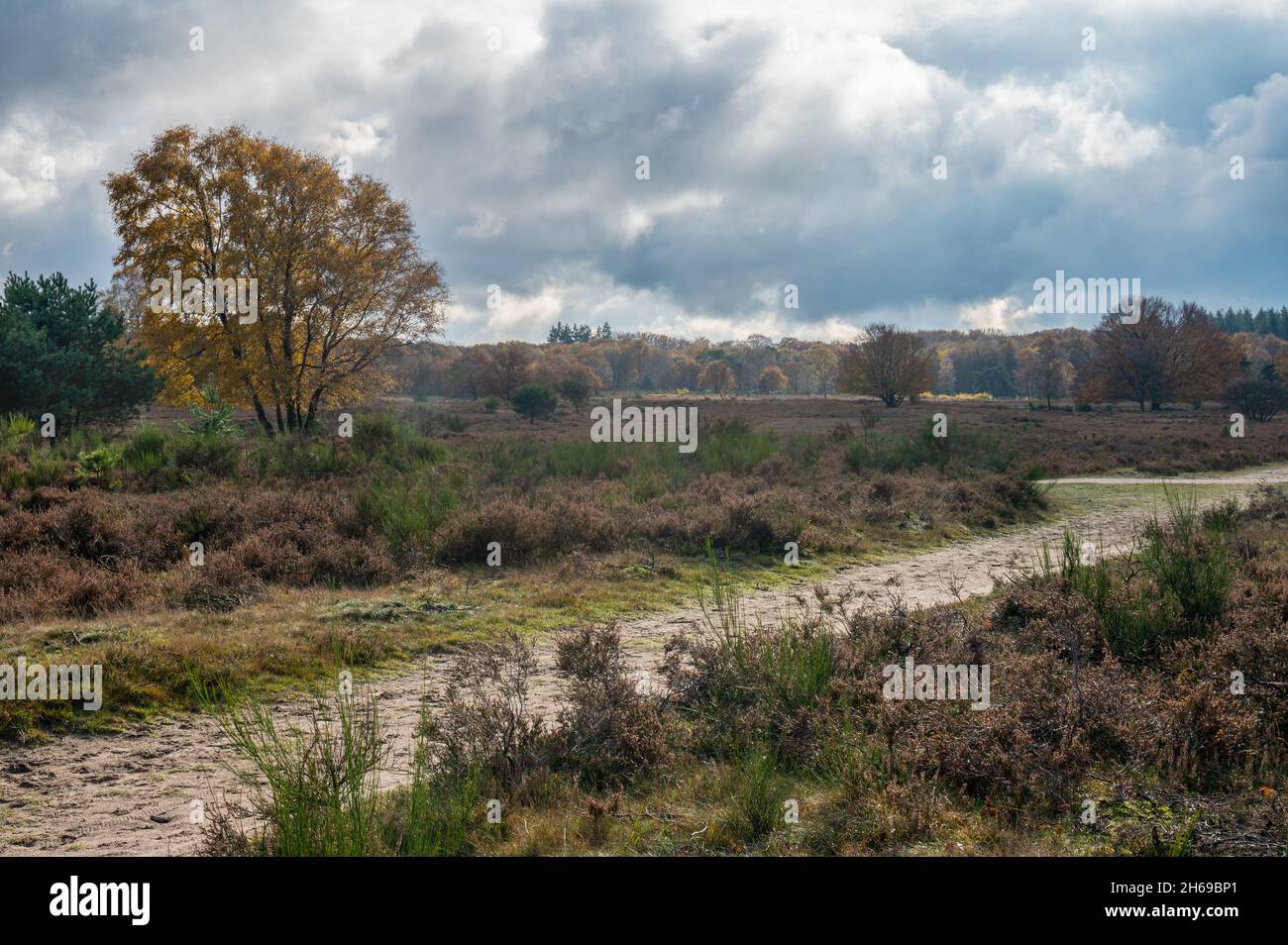 Beautiful autumn colors and morning light at the westerheide in Hilversum, Noord-Holland, The Netherlands, stock photo Stock Photo