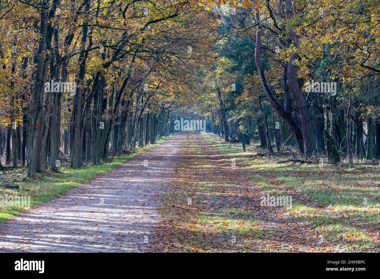 Beautiful fall colors in a forest at Hilversum, Noord-Holland, The Netherlands, stock photo, Westerheide, Bussumerheide, autumn leaves, Laren Stock Photo