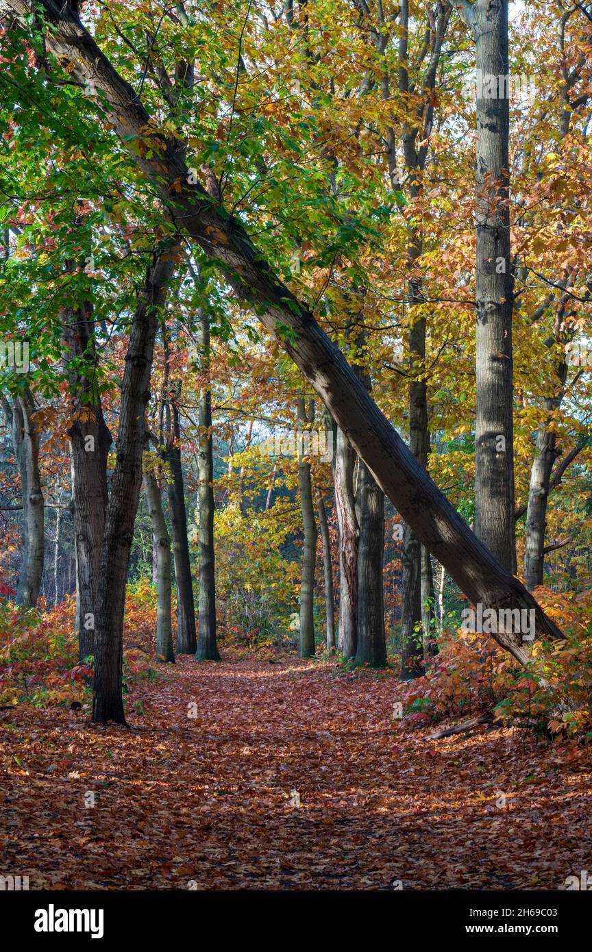 Beautiful autumn leaves on trees along a path in a forest at the in national park Hooge Vuursche in the Netherlands, lage vuursche, Baarn, stock photo Stock Photo