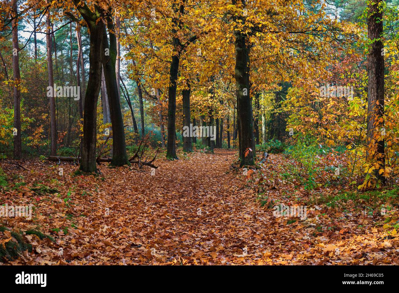 Beautiful autumn leaves on trees along a path in a forest at the in national park Hooge Vuursche in the Netherlands, lage vuursche, Baarn, stock photo Stock Photo