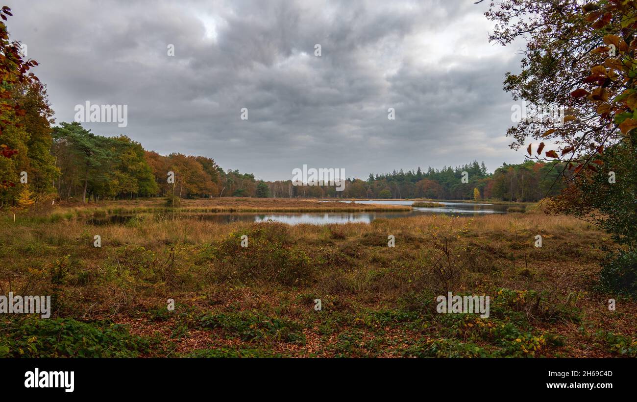 View of the pluismeer during autumn at lage Vuursche The Netherlands, stock photo,  Utrechtse Heuvelrug Stock Photo