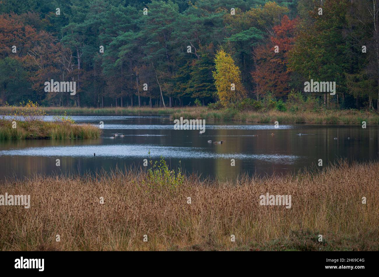 View of the pluismeer during autumn at lage Vuursche The Netherlands, stock photo,  Utrechtse Heuvelrug Stock Photo