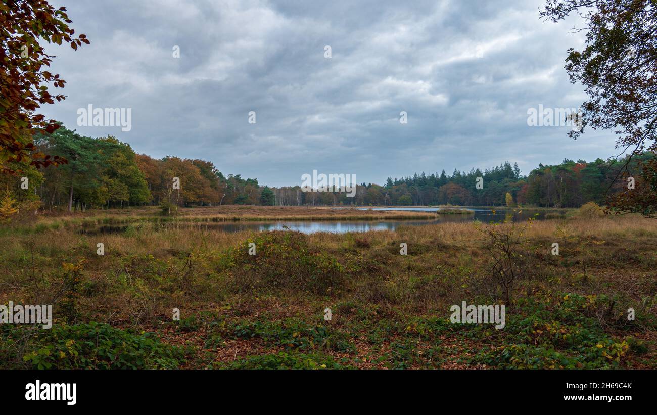 Holland landscape of the pluismeer during autumn at lage Vuursche The Netherlands, stock photo, Utrechtse Heuvelrug Stock Photo