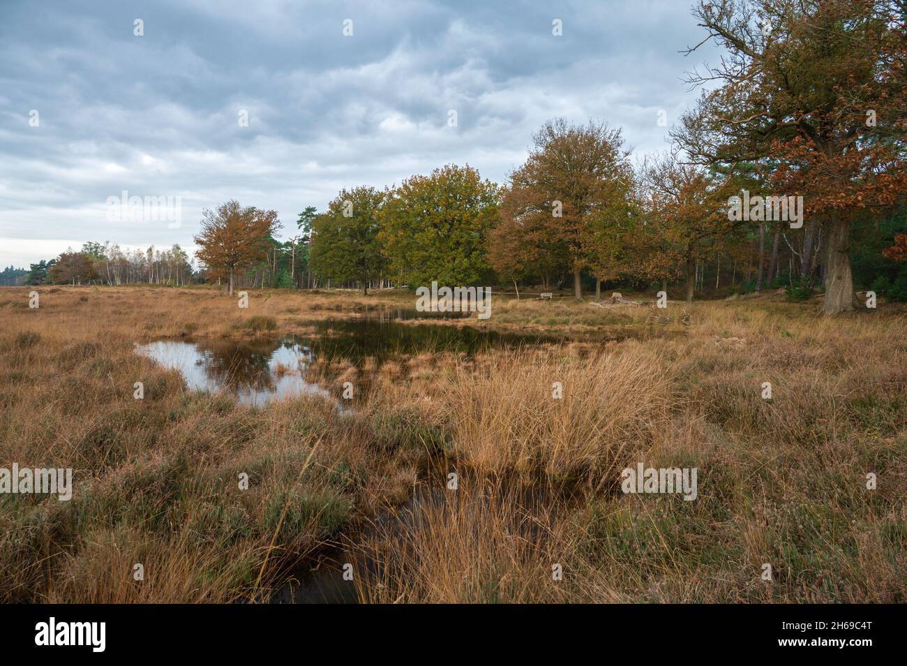 View of a small lake during autumn at lage Vuursche, de stulp The Netherlands, Utrechtse heuvelrug, stock photo, fall leaves, landscape Stock Photo