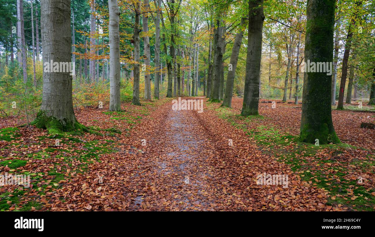 Beautiful autumn leaves on trees along a path in a forest at the in national park Hooge Vuursche in the Netherlands, lage vuursche, Baarn, stock photo Stock Photo