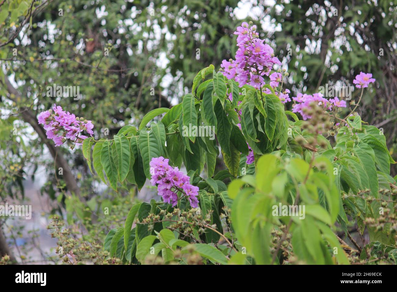 A purple, pink flower.Common in India as an avenue tree. It is also known as Lagerstromia Pink, Flos-reginae, Queen Of Flowers, Rose Of India Stock Photo