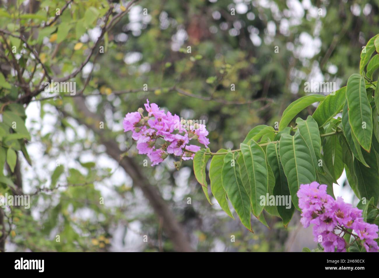 A purple, pink flower.Common in India as an avenue tree. It is also known as Lagerstromia Pink, Flos-reginae, Queen Of Flowers, Rose Of India Stock Photo
