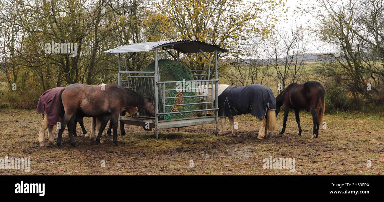 Feed Rack Metal hay rack hi-res stock photography and images - Alamy