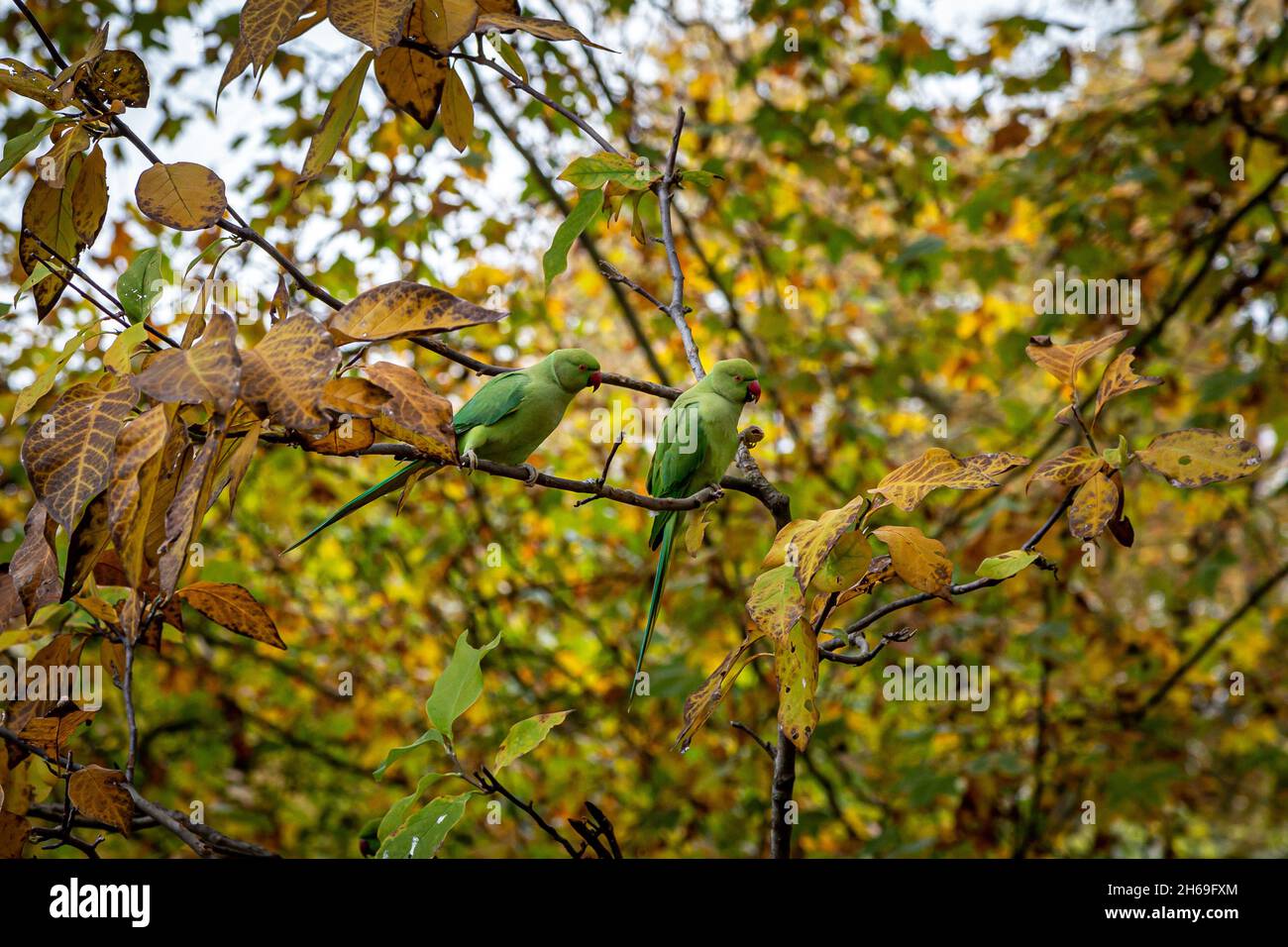 Green Ring-Necked Parakeets Perched in an Autumnal Tree Stock Photo