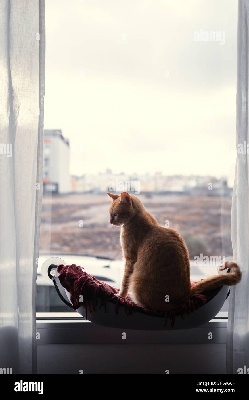 vertical composition. brown tabby cat sitting on a hammock by the ...