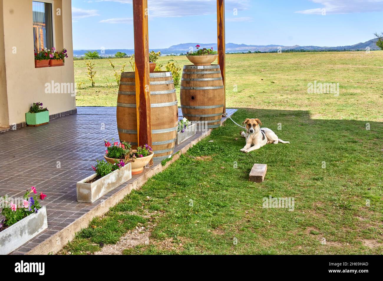 guard dog tied up resting outside a vineyard house in Argentina. Watchdog on a leash protects cellar. horizontal. Mountains in background Stock Photo
