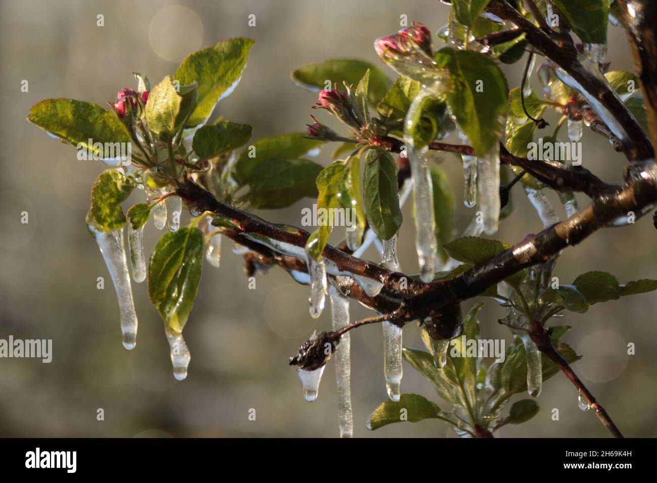 With an ice layer prevent the fruit blossom from freezing. Clotting heat. Stock Photo
