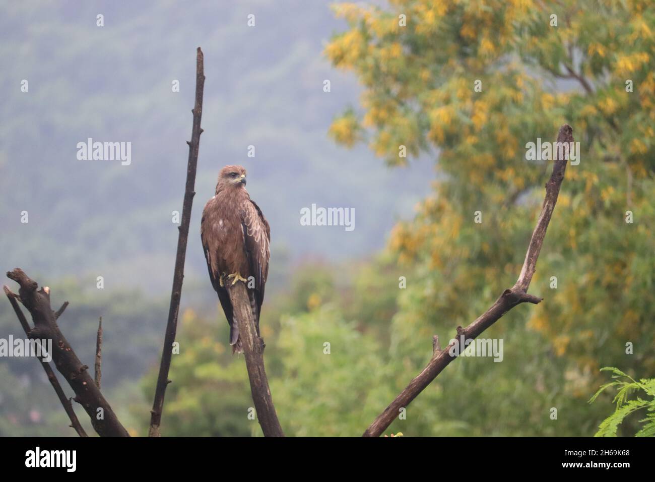 Hovering black kite sitting on a branch taking rest. Black kites are