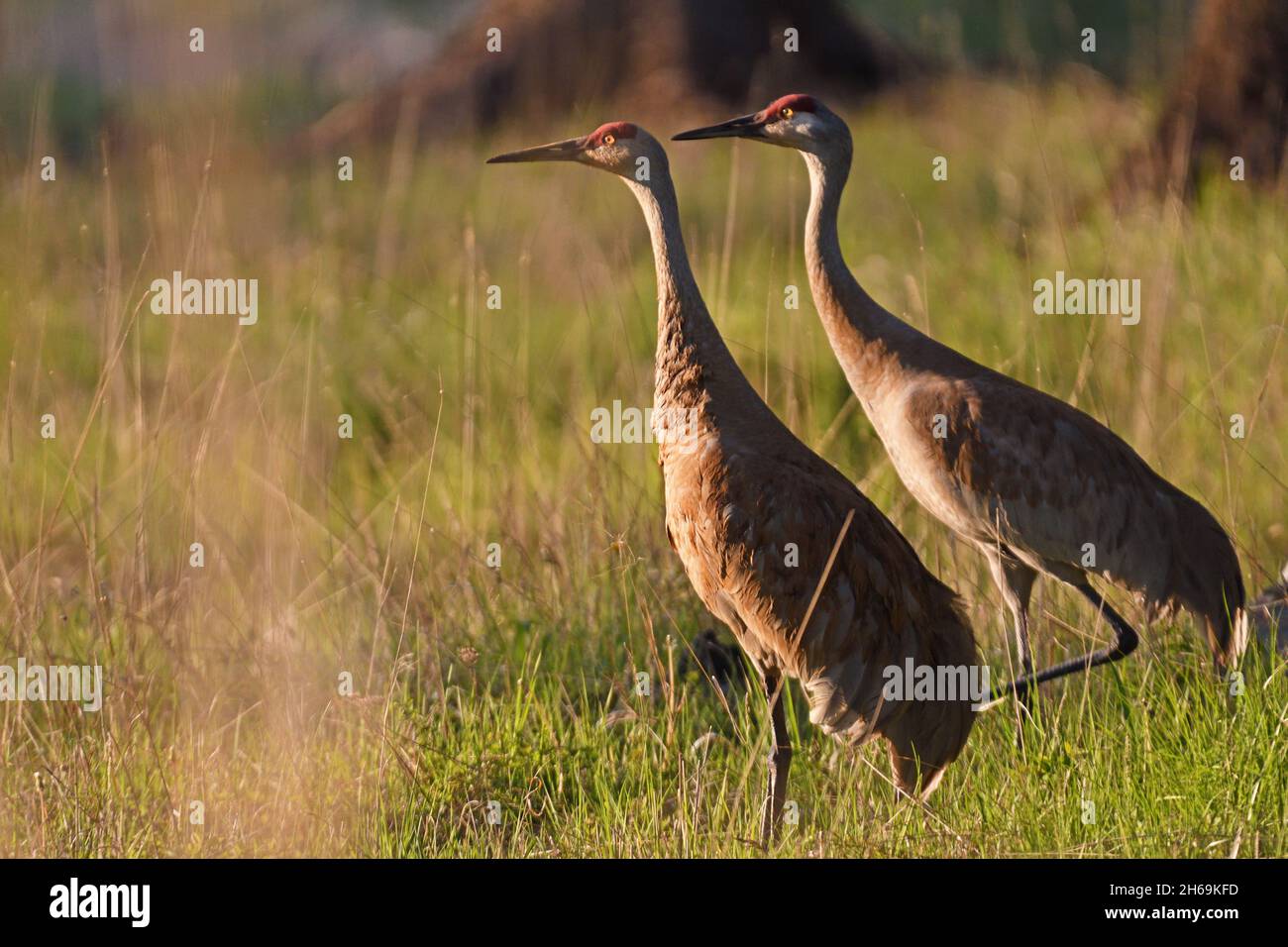 A pair of sandhill cranes at a meadow in spring. Yaak Valley, northwest Montana. Stock Photo