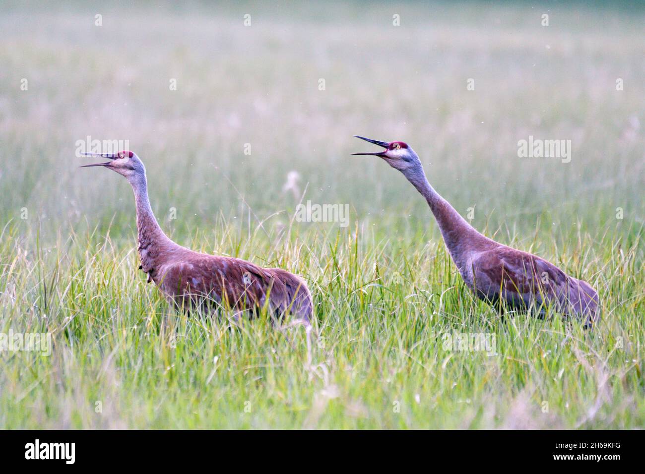 A pair of Sandhill Cranes calling in spring. Yaak Valley, northwest Montana. Stock Photo
