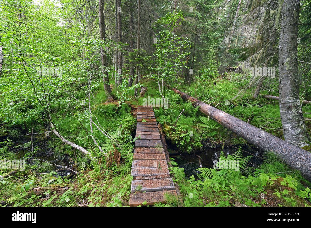 Forest path in the woods. Yaak Valley, northwest Montana. (Photo by Randy Beacham) Stock Photo