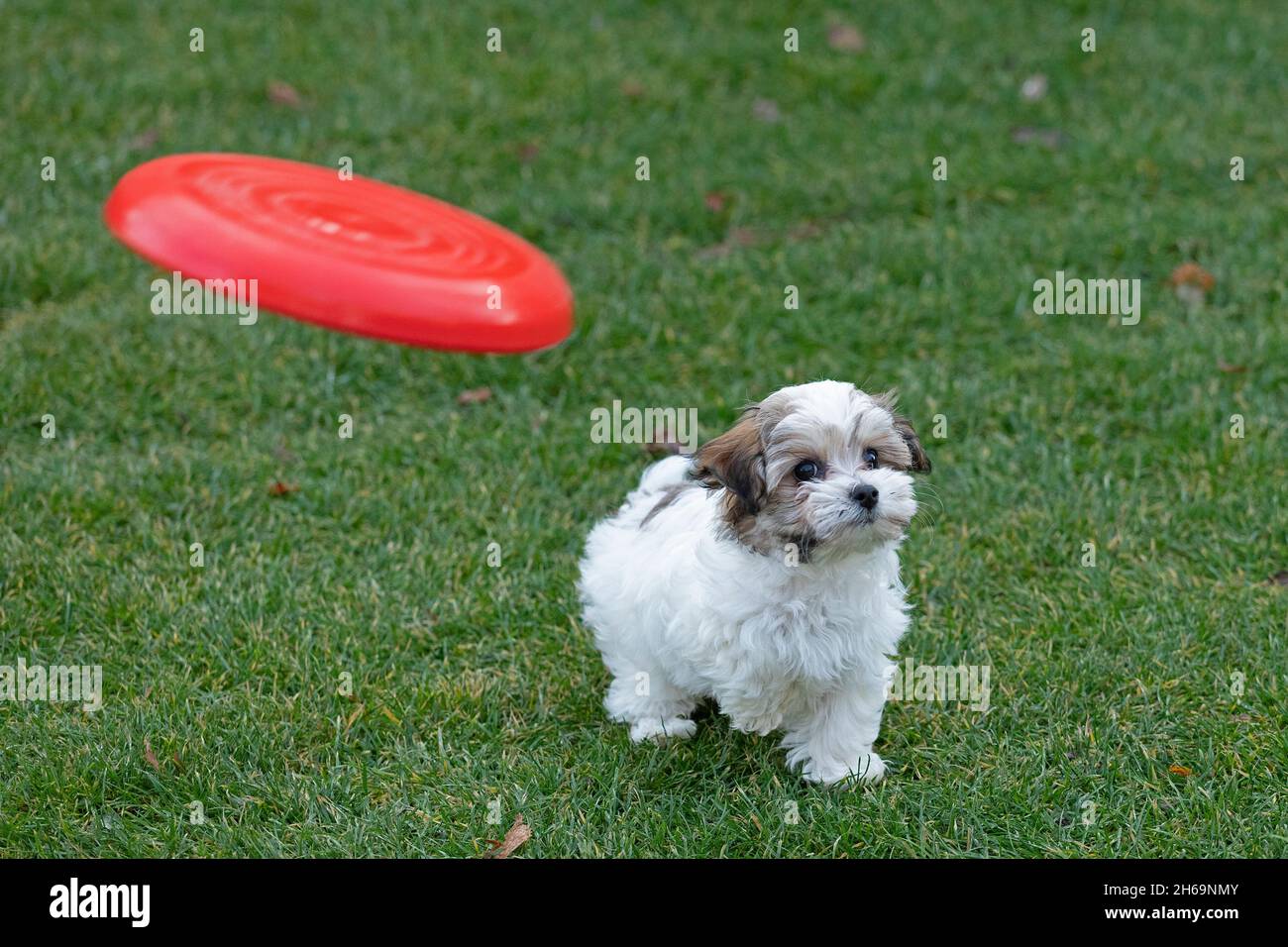 Bolonka Zwetna toy dog pup looking at flying frisbee disc, Germany Stock Photo