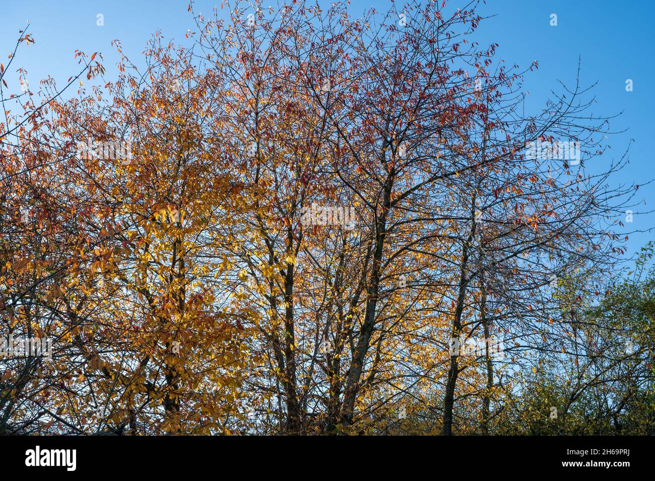 Bright sunshine brought out the autumn colours in the trees in the Shropshire countryside over the weekend. Credit: Phil Pickin/ Alamy Live News Stock Photo
