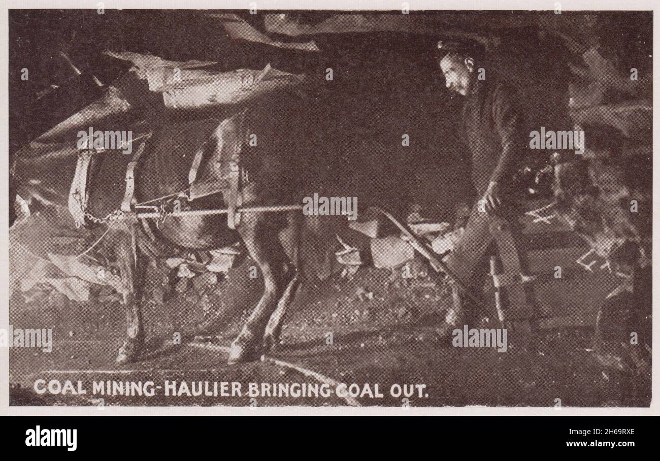 Coal mining - haulier bringing coal out. Miner underground with a pit pony hauling coal along a mine shaft. Published as a postcard by a Pontypridd photographer (M. Brookes) in the early 20th century Stock Photo