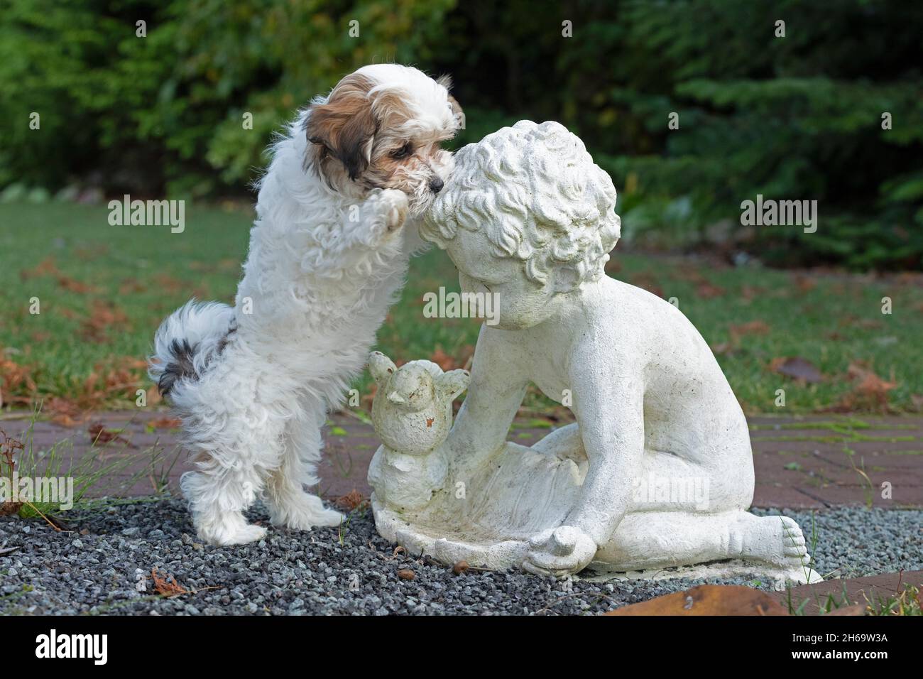 Bolonka Zwetna toy dog pup sitting up and begging beside garden sculpture, Germany Stock Photo
