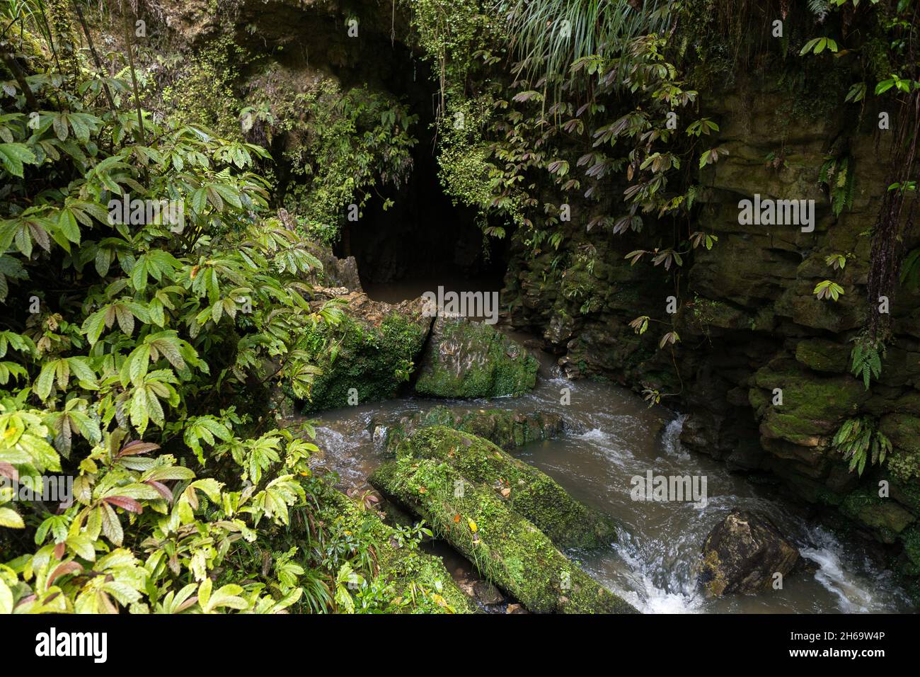 Cave Tunnel, Ruakuri Bush and Scenic Reserve, Waitomo, New Zealand