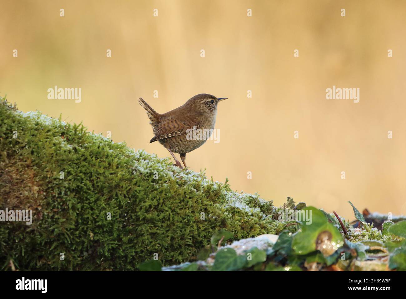 A European Wren perched on a moss covered log with frost. Stock Photo