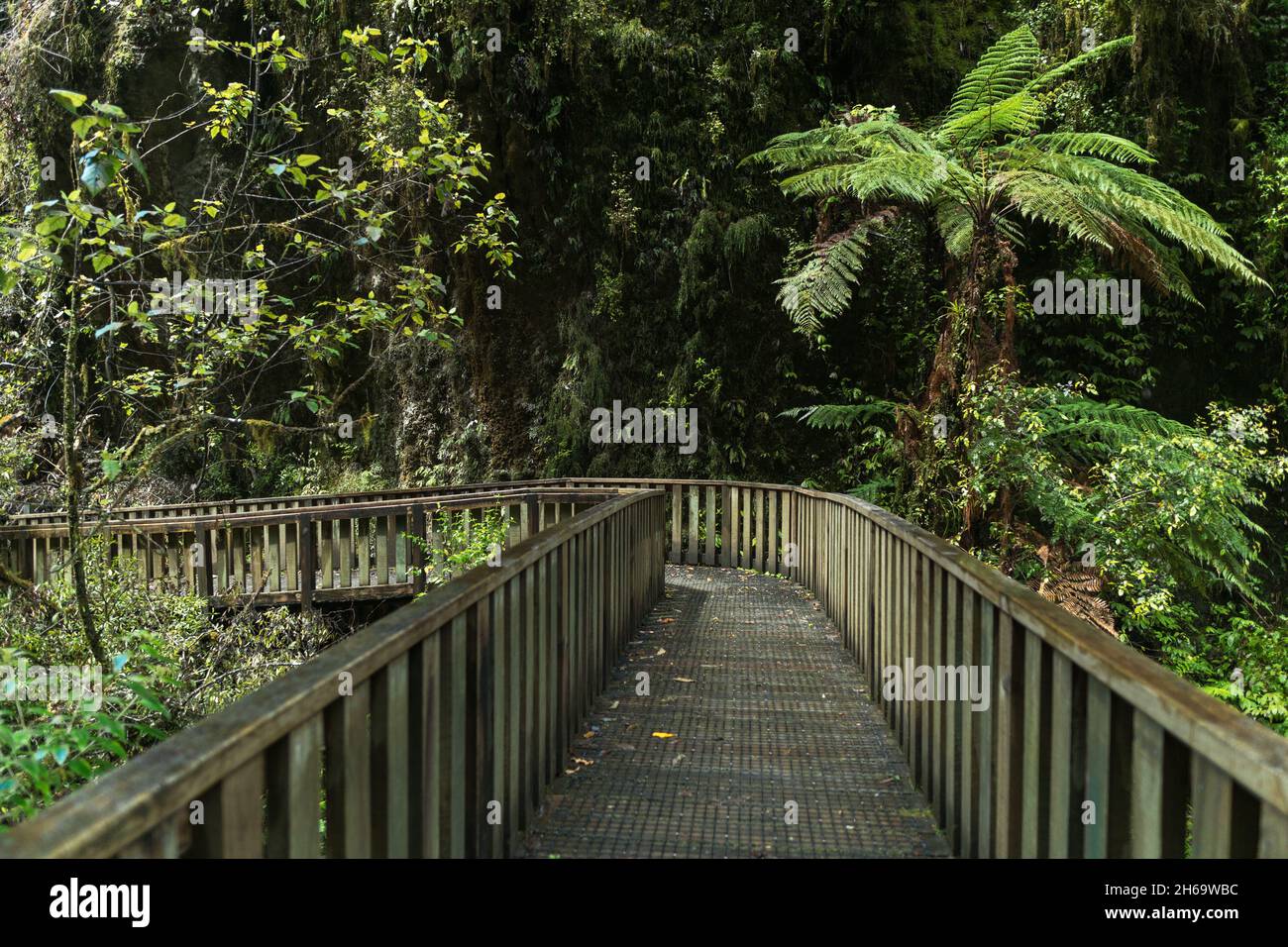 Cave Tunnel, Ruakuri Bush and Scenic Reserve, Waitomo, New Zealand