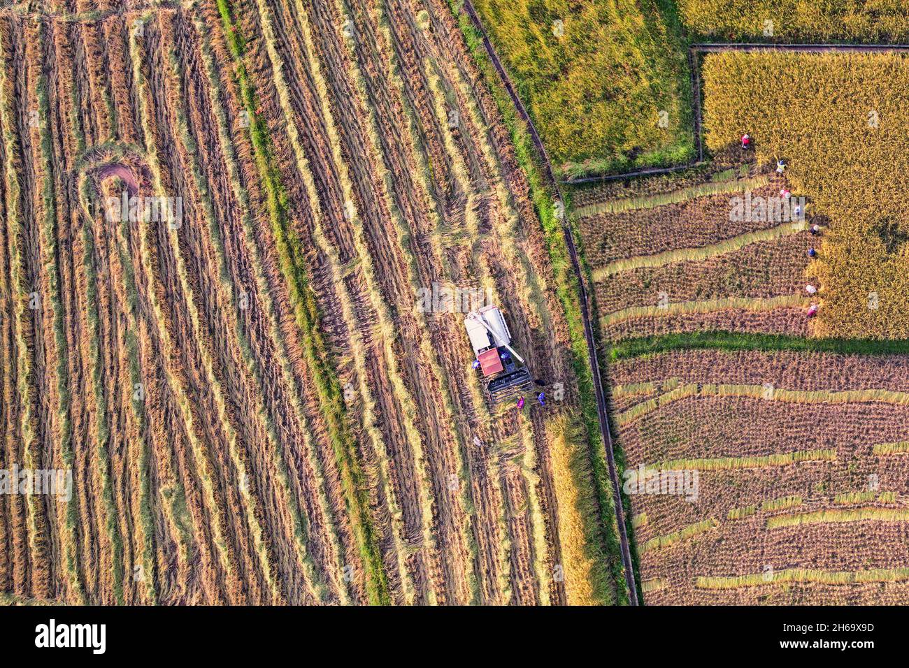 Harvesting rice hires stock photography and images Alamy