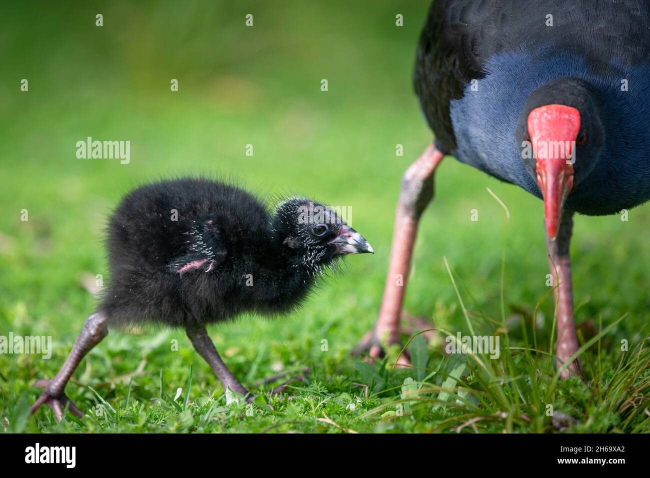 Baby Pukeko chick with mother Pukeko on the green grass field; Western Springs park; Auckland. Stock Photo