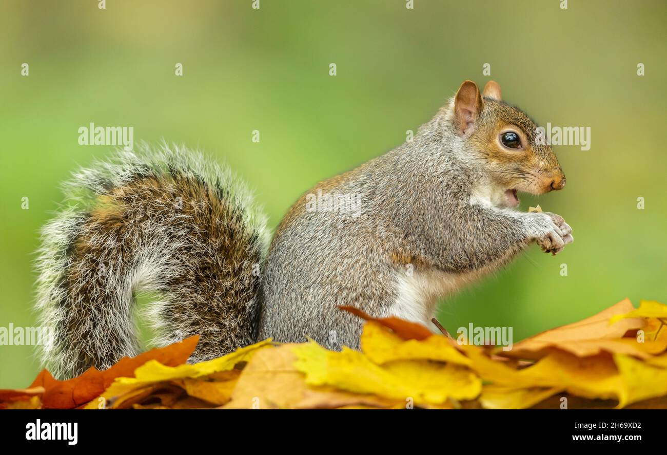 Grey Squirrel in Autumn, Scientific name: Sciurus carolinensis.  Close up of a Grey Squirrel, which is non-native to the UK, facing right and eating a Stock Photo