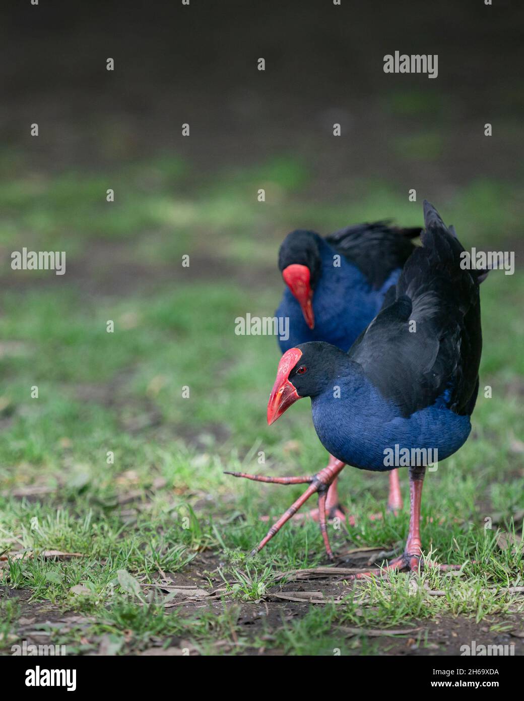 Two Pukekos, or Australasian Swamphen, at Western Springs park in Auckland. Vertical format. Stock Photo