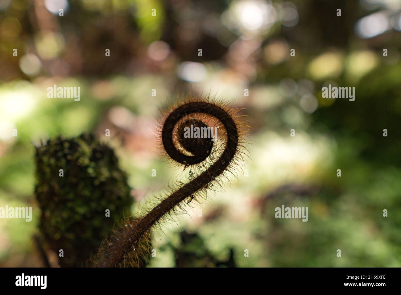 Close up of a New Zealand fern (Koru) Stock Photo