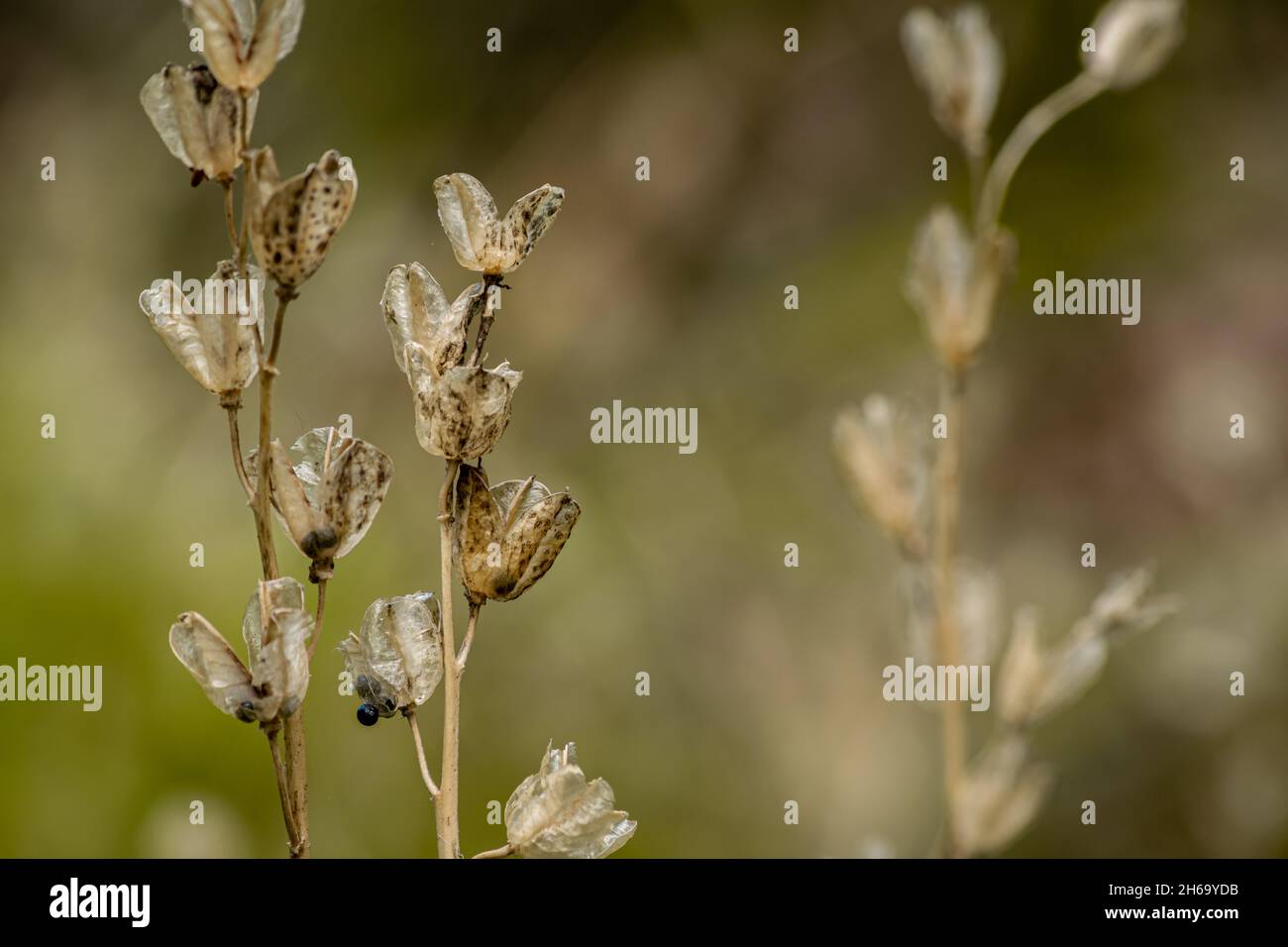 Closeup of dried decaying plants holding seeds inside, blurred background with bokeh in natural setting. Stock Photo