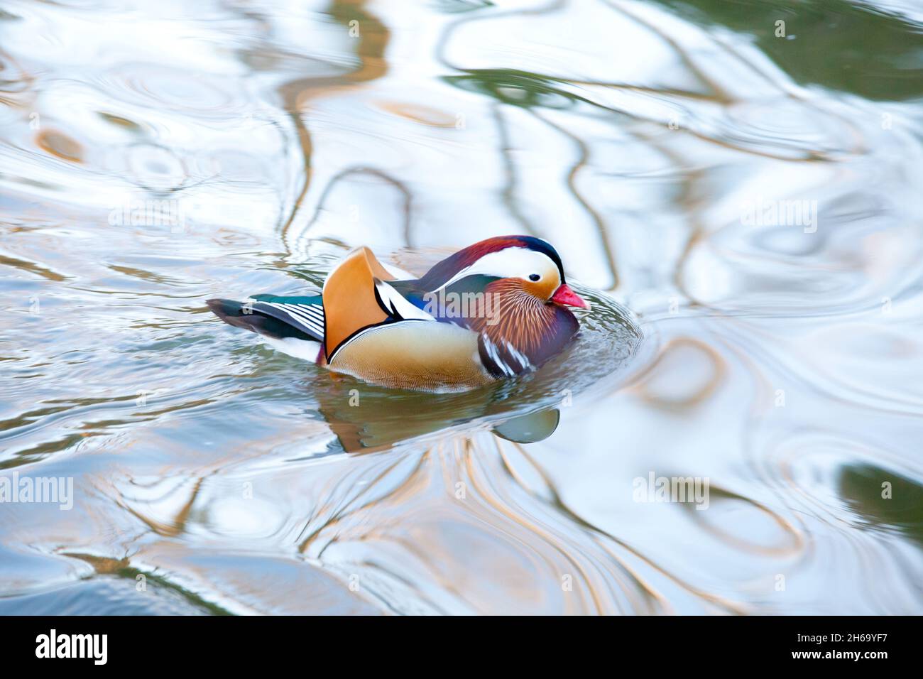 Mandarina Duck Stock Photo