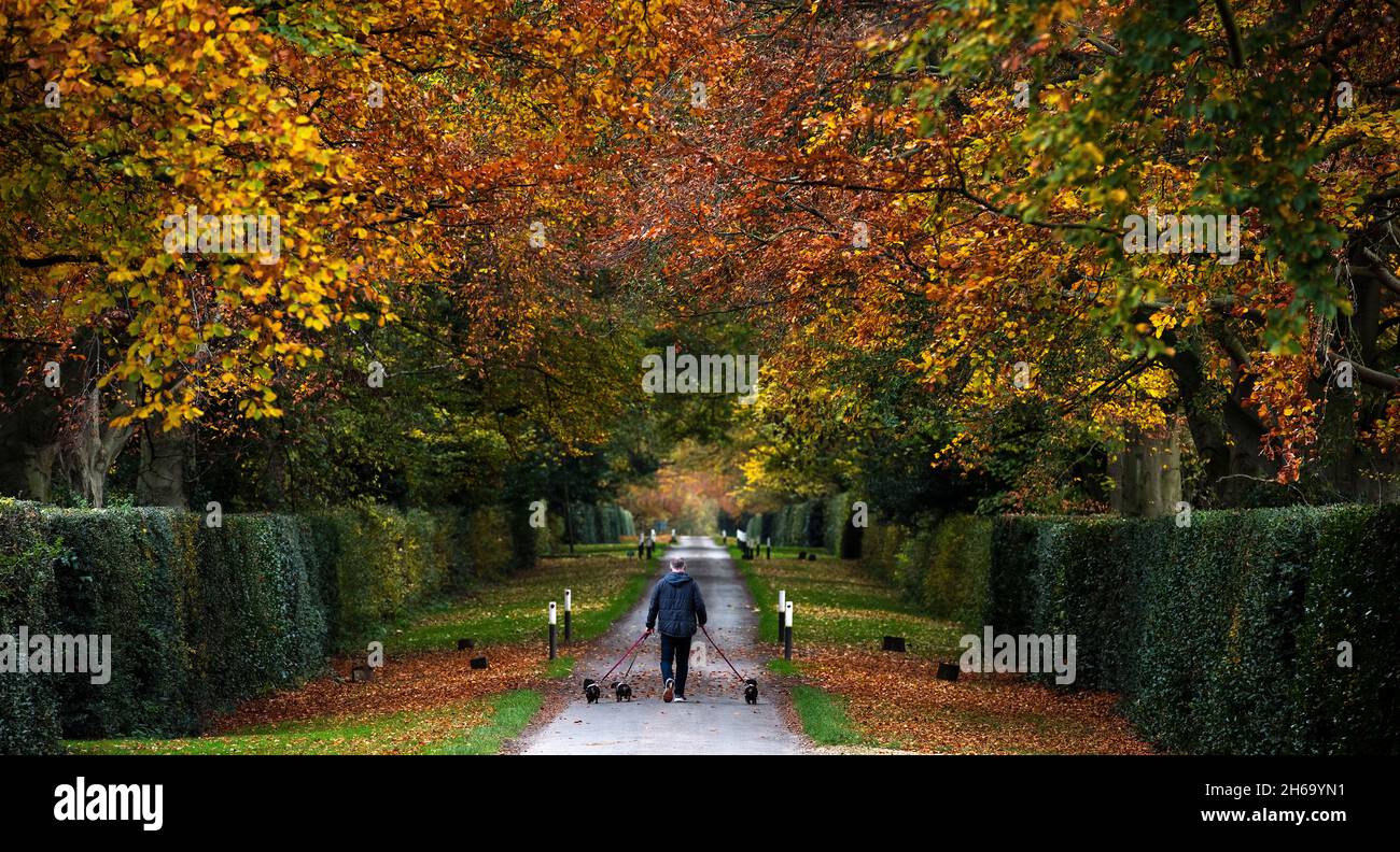 Whatton, Nottinghamshire, UK. 14th Nov, 2021. A dog walker amongst the autumn colours near Whatton, Nottinghamshire. Credit: Neil Squires/Alamy Live News Stock Photo