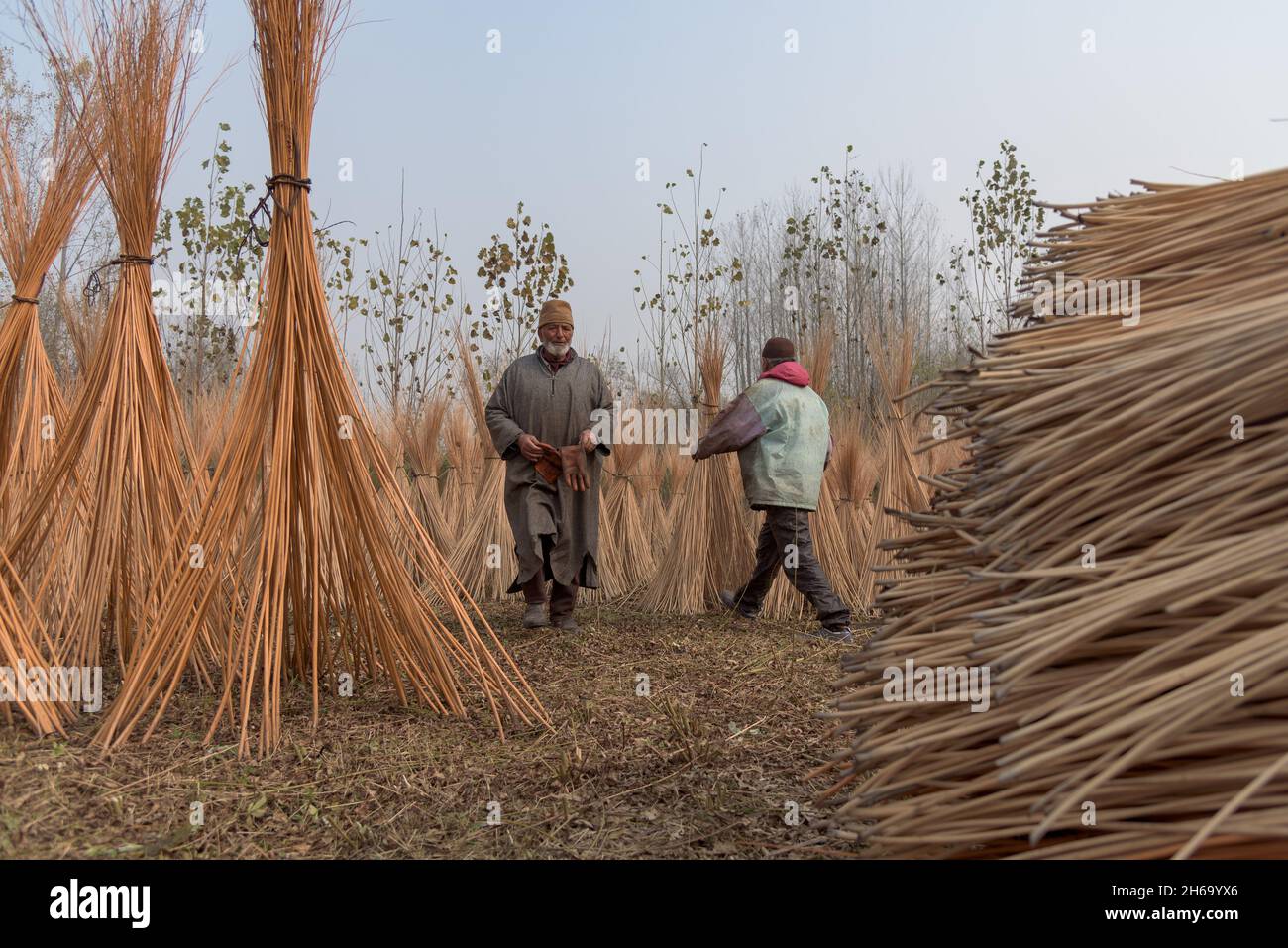 Workers walk past bundles of wicker sticks kept for drying during a