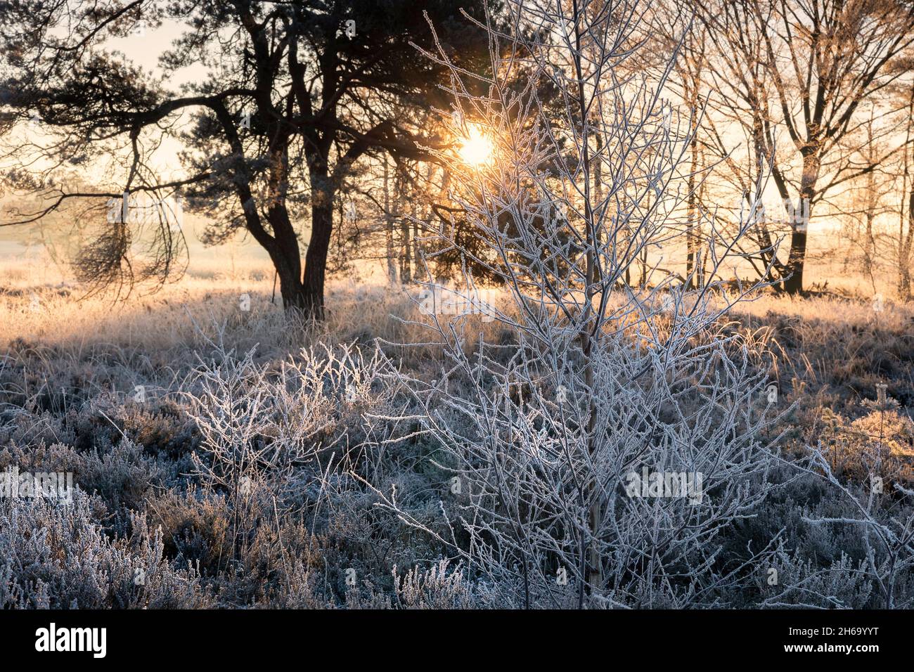 sunrise in frosty cold winter forest Stock Photo
