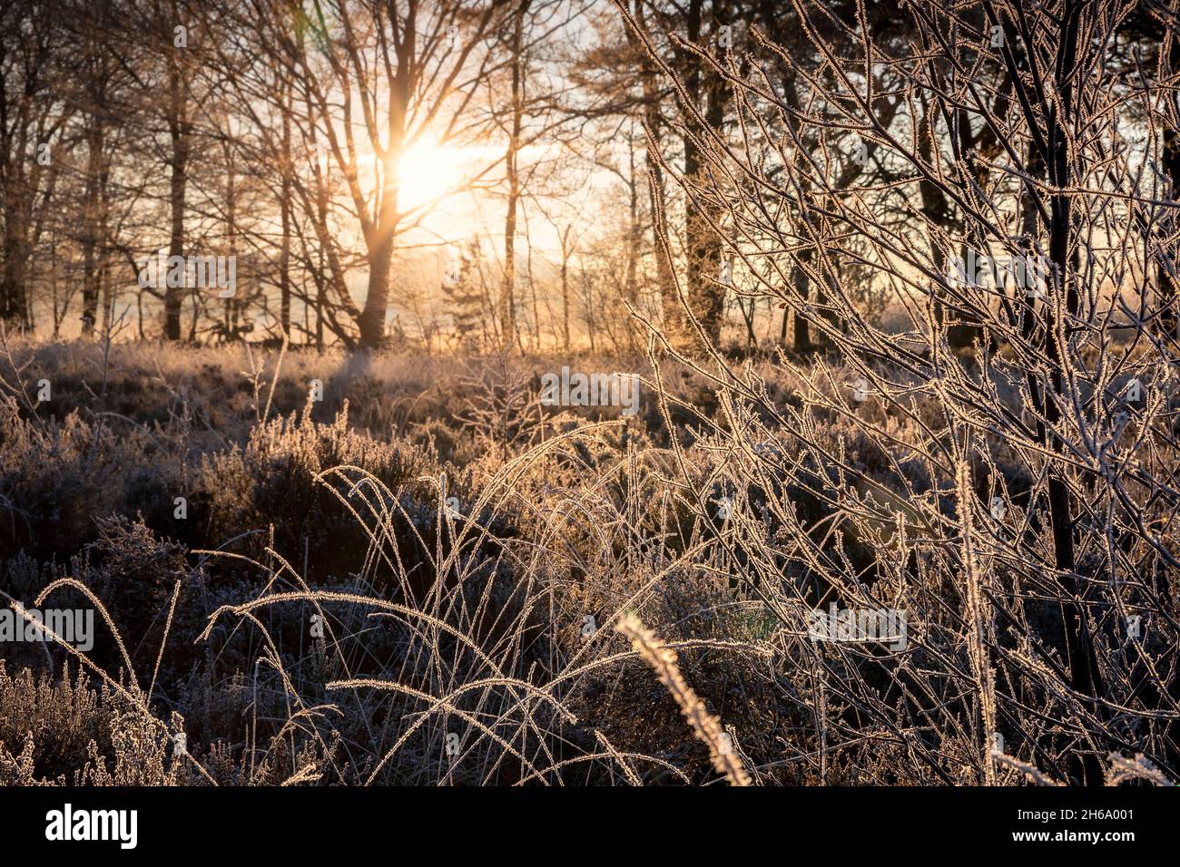 sunrise in cold frosty forest in winter Stock Photo