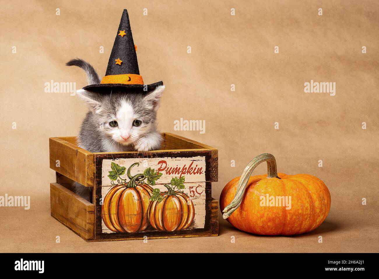 Cute KItten Portraits Stock Photo - Alamy