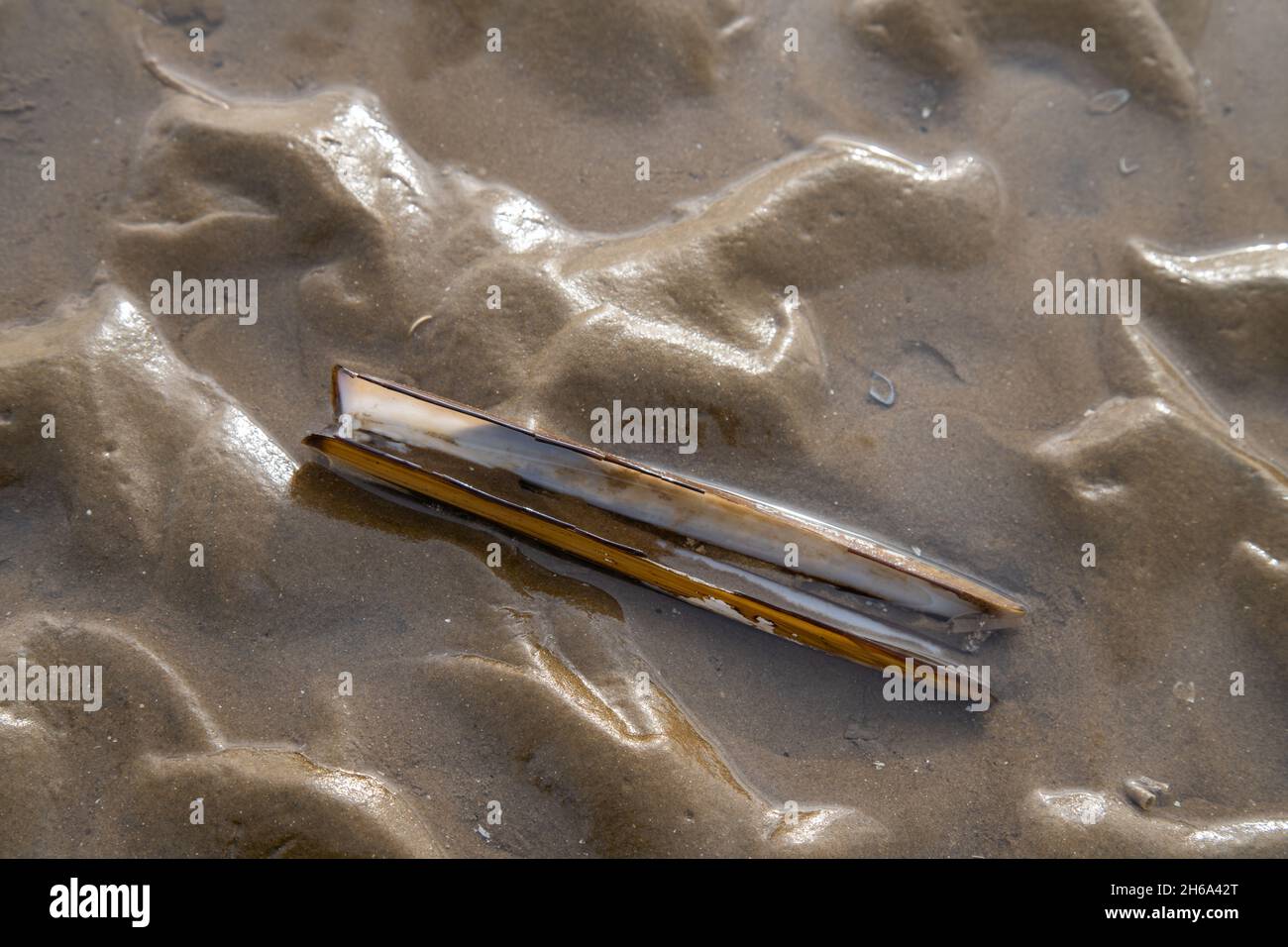 Clam shell sea river hi-res stock photography and images - Alamy
