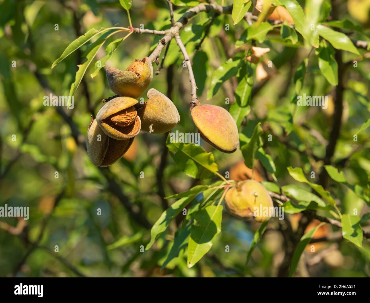 Indian Almond Ripe Ripe almonds hi-res stock photography and images - Alamy