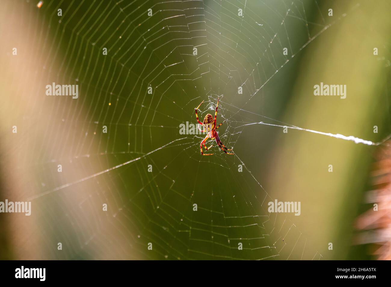 Orb Weaver Spider on a web Stock Photo