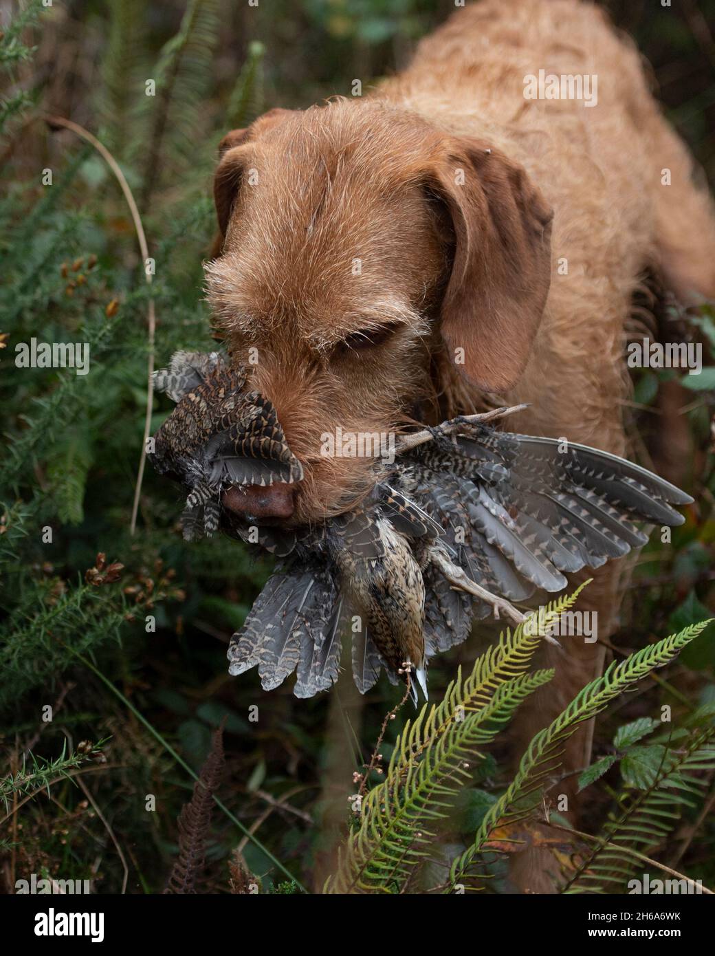 Vizsla duck best sale hunting