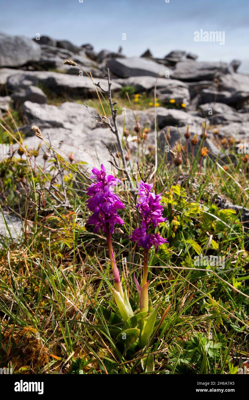 Early Purple Orchid, Black Head,  The Burren, County Clare, Ireland, The wild Atlantic Way, Wild FlowersEarly Purple Orchid, Black Head,  The Burren, Stock Photo