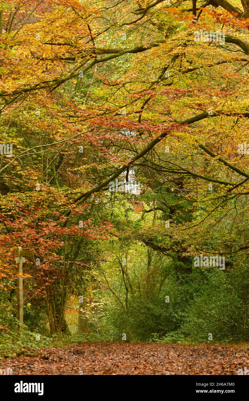 Broadleaved woodland hi-res stock photography and images - Alamy