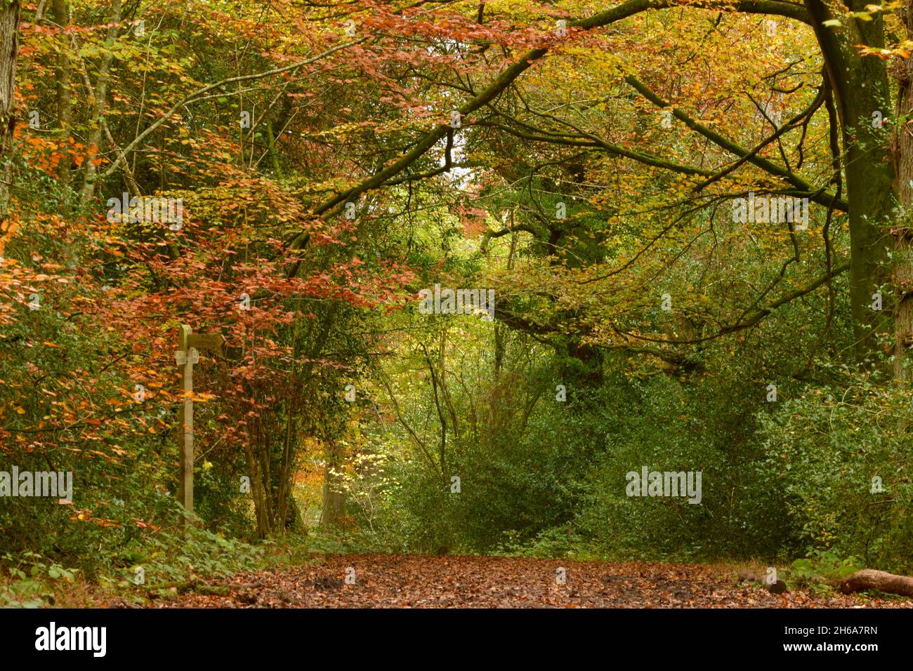 Broadleaved woodland hi-res stock photography and images - Alamy