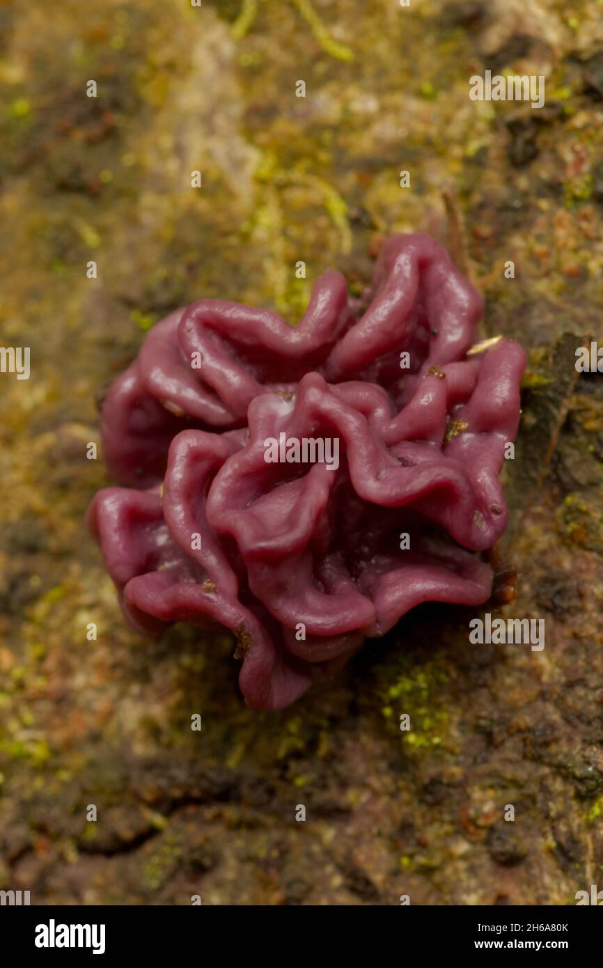 Purple jelly disc fungus Stock Photo